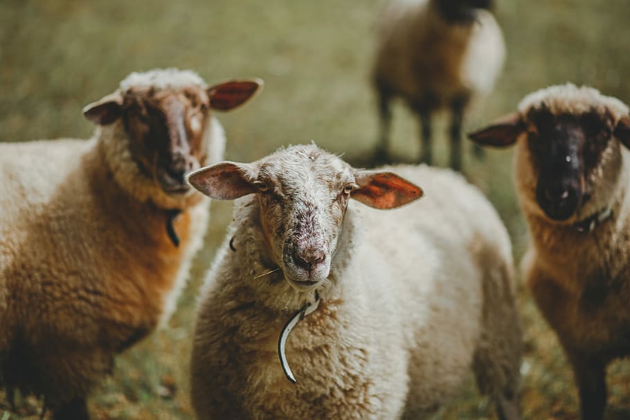 three white sheeps standing on grass field, herd of sheep on grassland, HD wallpaper