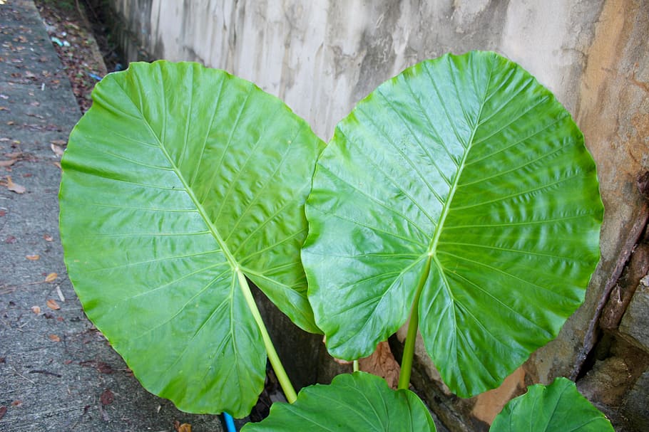green leafed plant outdoor, palm, frond, exotic, palm tree HD wallpaper