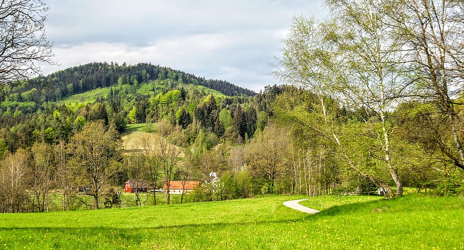 nature, landscape, meadow, path, mountain, walk, romance, forest HD wallpaper
