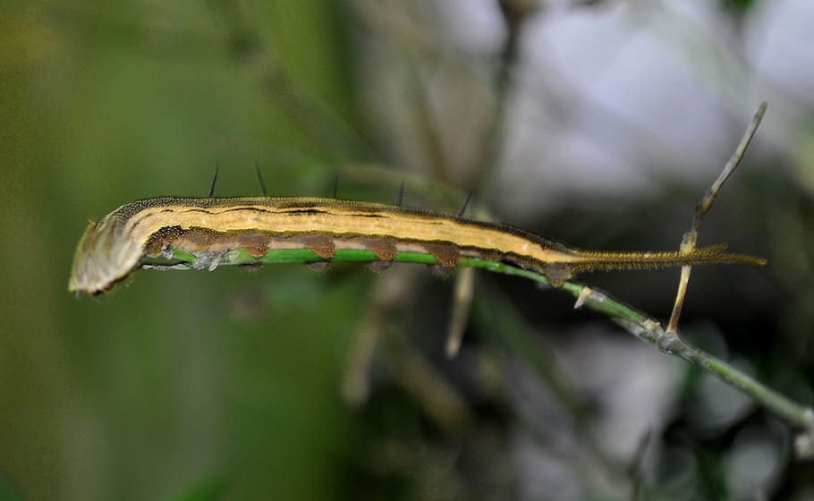 Larva, Macro, Blur, Green, Spring, nature, plant, foreground HD wallpaper