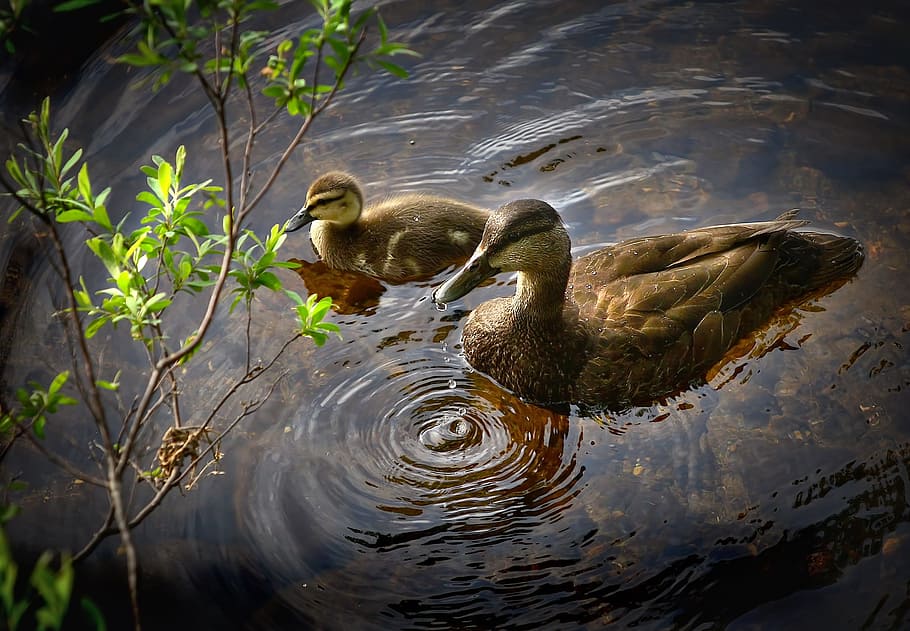 gray and black mallard duck with duckling swimming near green leaf plant HD wallpaper