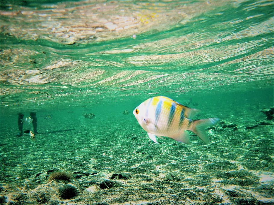 Fish, Legs, Sea, water, summer, beach, no people, nature, animal HD wallpaper