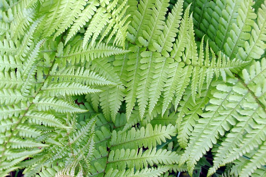 fern, leaflets, green, plant, structure, leaves, spring, green color HD wallpaper