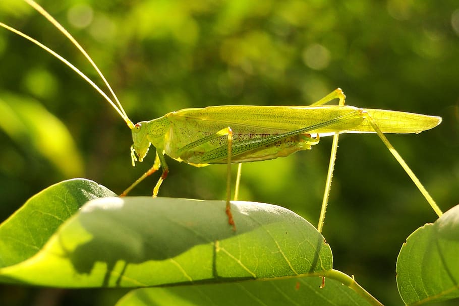 nature, leaf, insect, plant, closeup, grasshopper, długoskrzydlak sierposz HD wallpaper