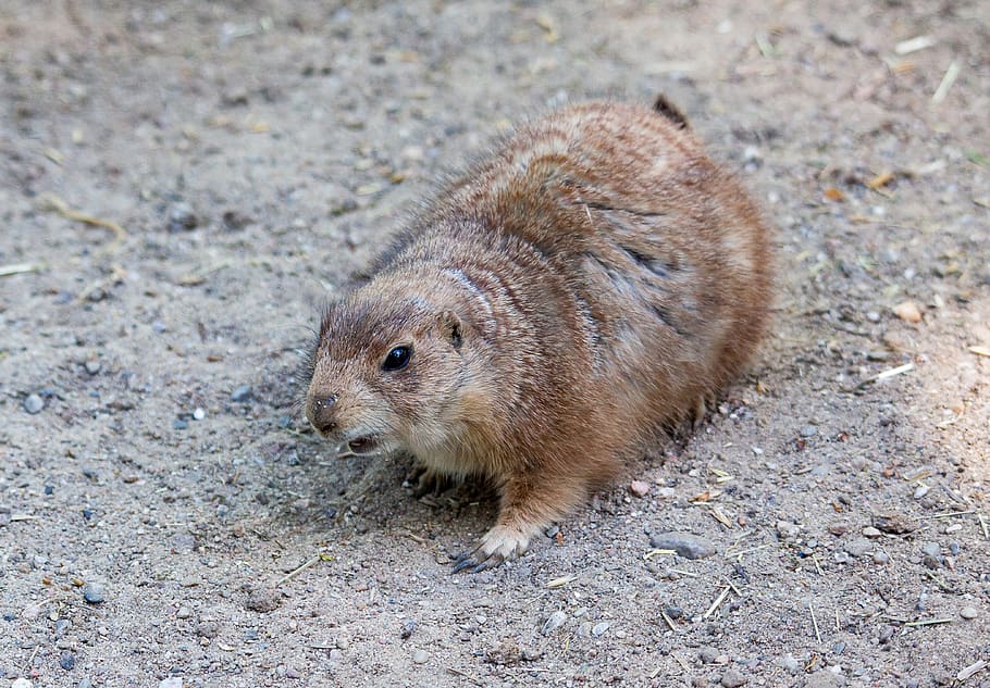 prairie dog, mammal, rodent, animal, animal themes, one animal, HD wallpaper