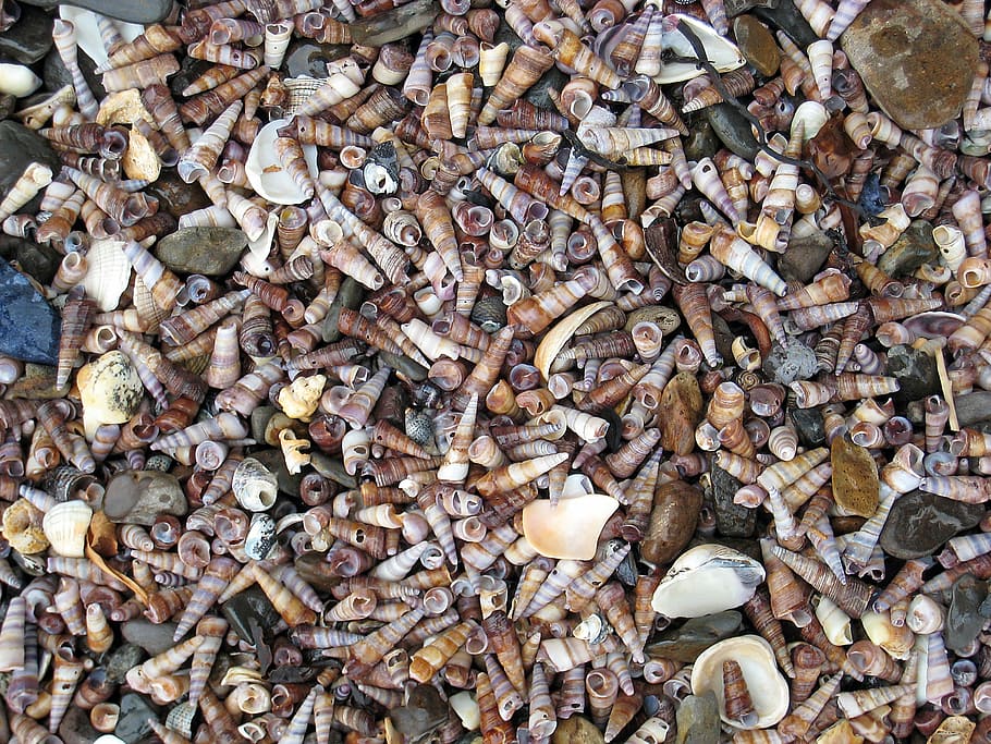 background, texture, structure, backgrounds, mussels, full frame HD wallpaper