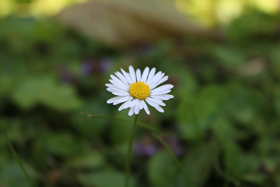 flower, macro, close, blossom, bloom, garden, flowering plant HD wallpaper