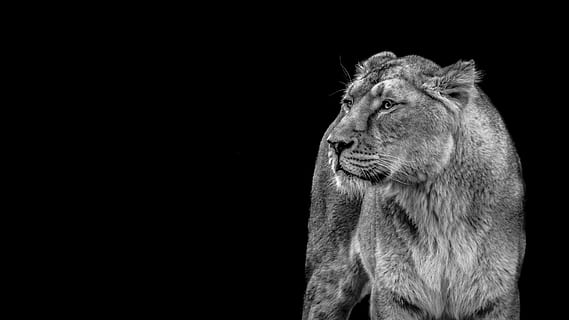 grayscale photography of a lioness, wild, predator, cat, wildcat HD wallpaper