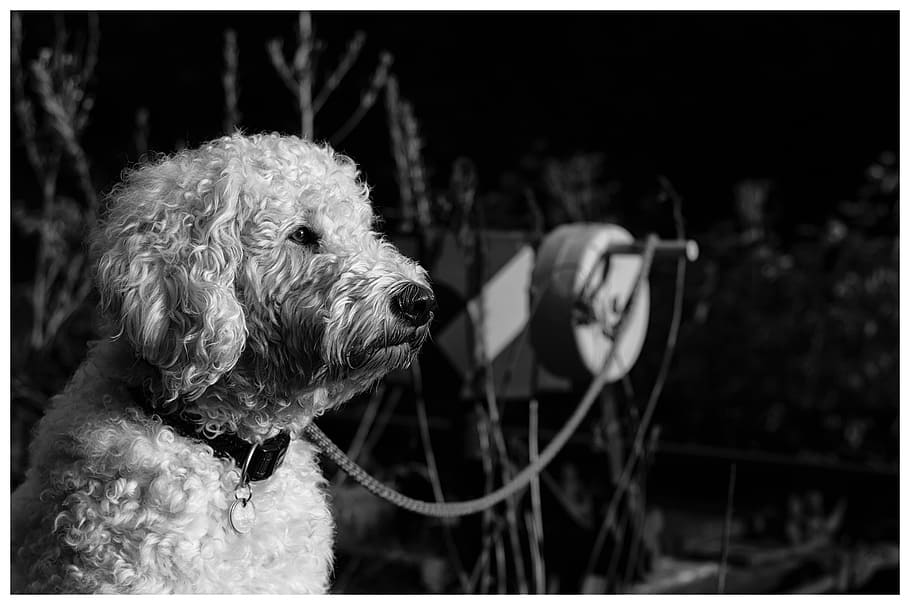goldendoodle, black and white, wildlife photography, animal portrait, HD wallpaper