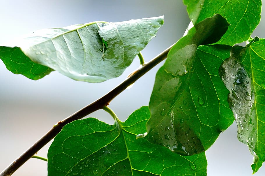 rain, water, wet, drops, rainy day, raindrops, plant, dew, leaves HD wallpaper