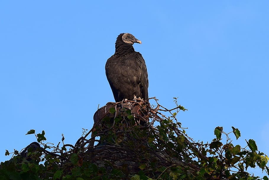 vulture, perching, silo, looking, bird, nature, wildlife, perched HD wallpaper