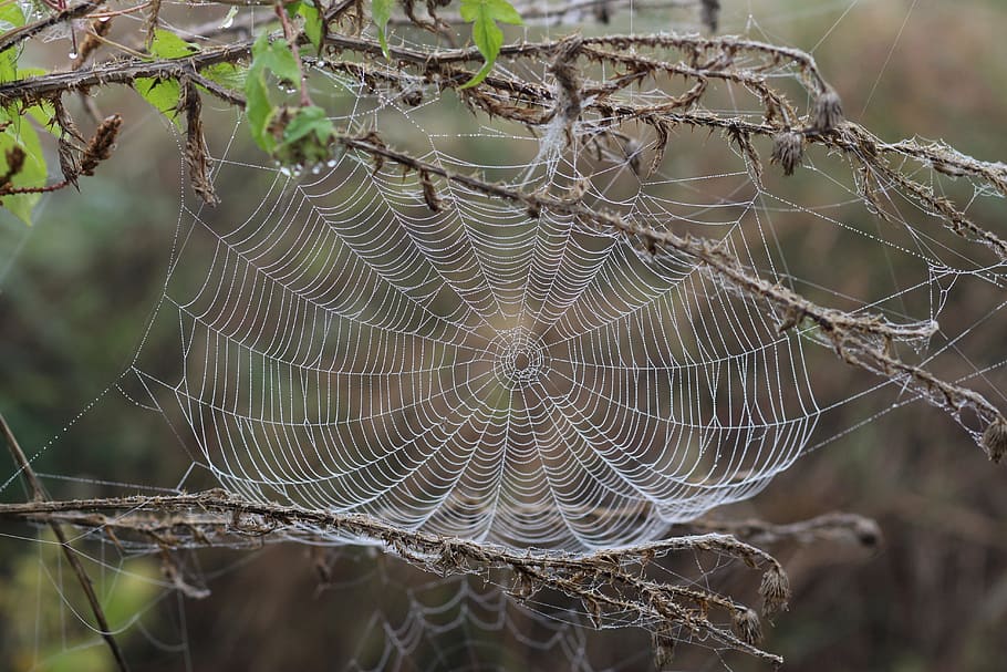 spider web on plant in selective focus photography, drops, dew HD wallpaper