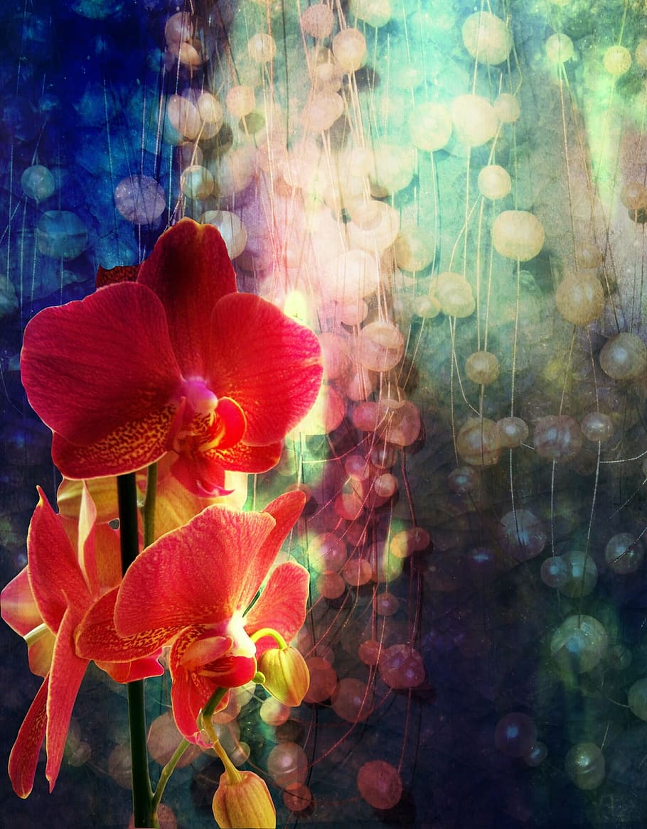 closeup photo of red flower, orchid, beads, bright, rear base HD wallpaper