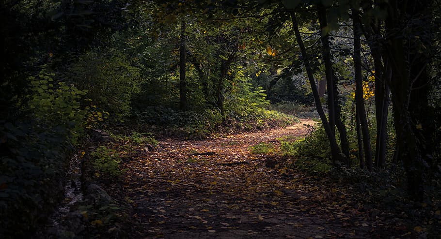 dawn, daylight, daytime, environment, fall, Forest Path Tunnel Nature HD wallpaper