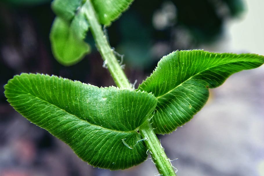 rod, leaf, green, plant part, green color, close-up, growth HD wallpaper