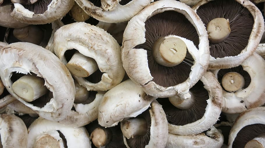 white-and-black mushroom lot, Mushrooms, Button, Fresh, Cooking, HD wallpaper