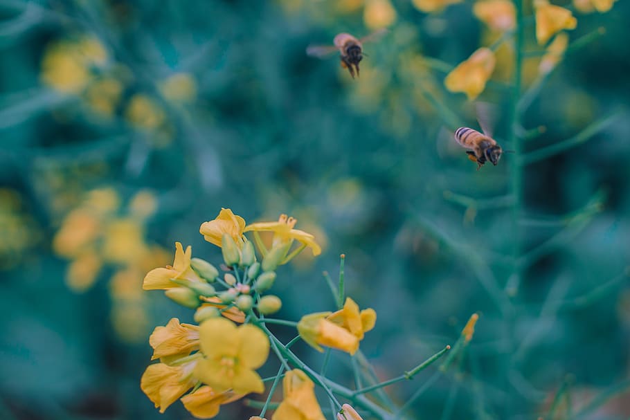 bee, flower, rape, spring, background, animal themes, animal wildlife HD wallpaper