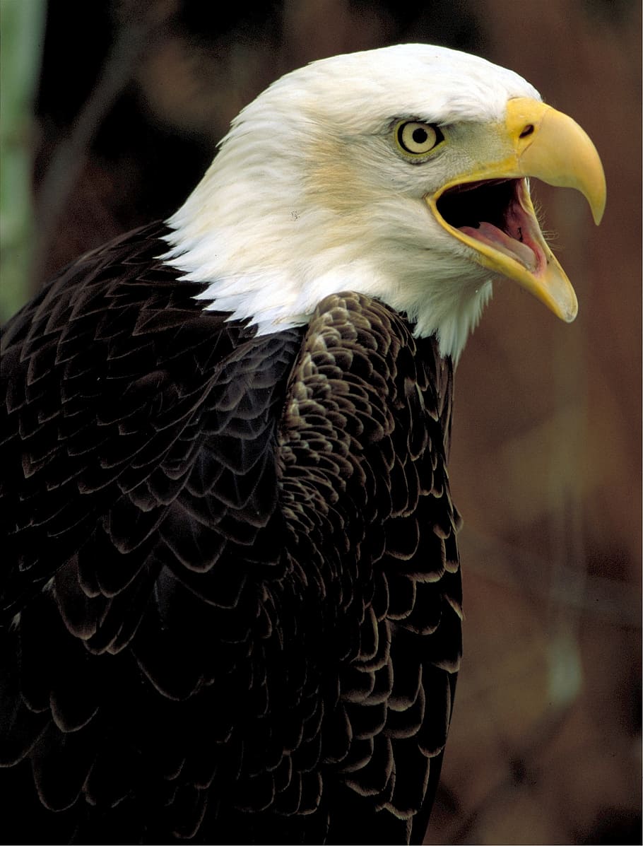 bald eagle, american, nature, wildlife, raptor, animal, bird HD wallpaper