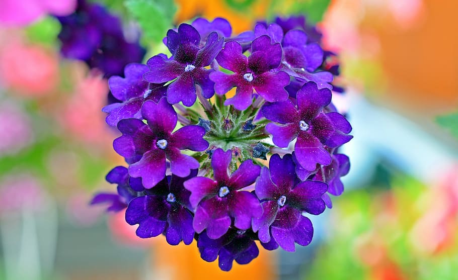 purple petaled flower in selective focus photography, verbena