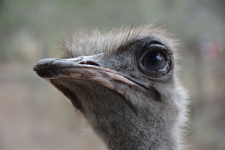 Ostrich, Head, Close Up, one animal, bird, close-up, beak, animals in the wild HD wallpaper