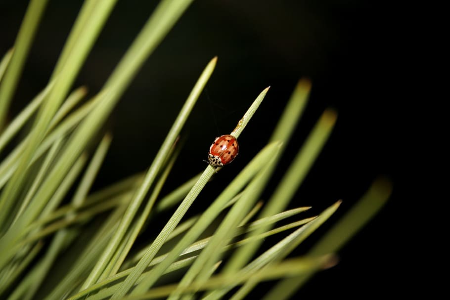 ladybug, nature, insect, animal wildlife, animal themes, animals in the wild HD wallpaper