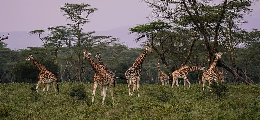 group of giraffe during daytime, giraffes, flock, savannah, together, HD wallpaper