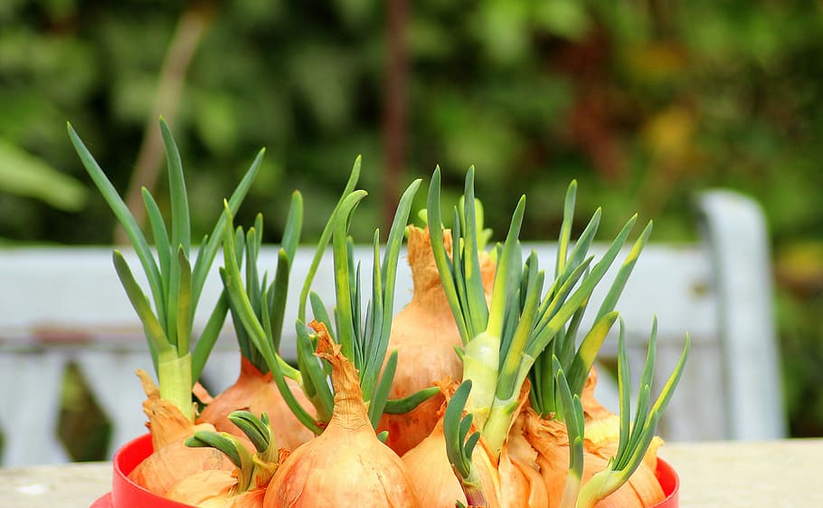 brown vegetable set, onion, chives, kitchen, vegetables, food HD wallpaper