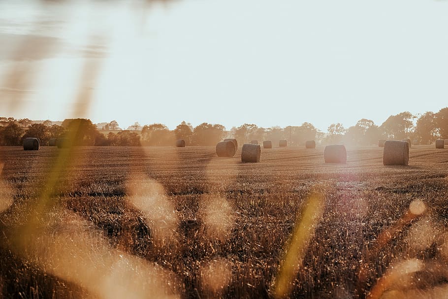 photography of grass field, brown hay on field during daytime HD wallpaper