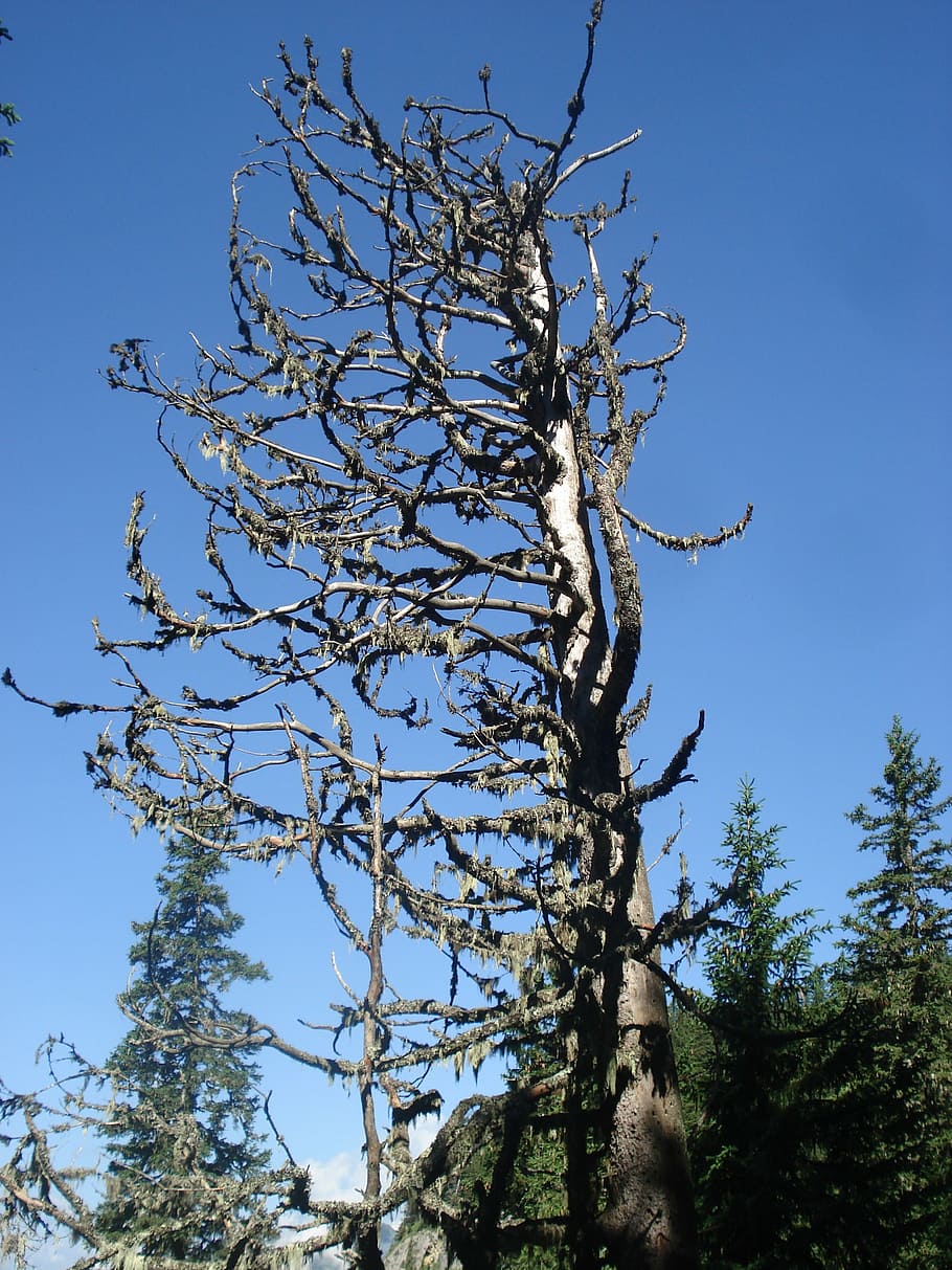 nature, tree, scrawny tree, sky, blue, branch, outdoors, forest HD wallpaper