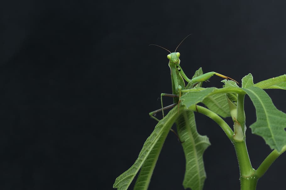 grasshopper on green leaf, green praying mantis perching of leaf