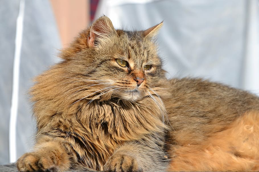 brown cat, mackerel, grey, mieze, domestic cat, animal, german longhaired pointer HD wallpaper