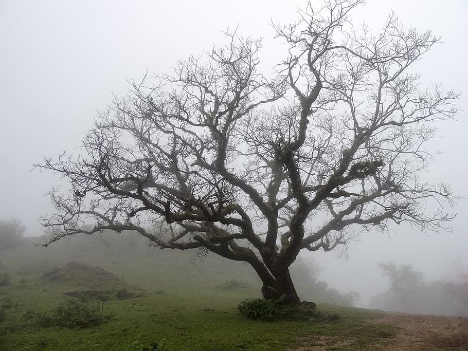 wilted tree during daytime, bare tree in fog, photo, black, mist HD wallpaper