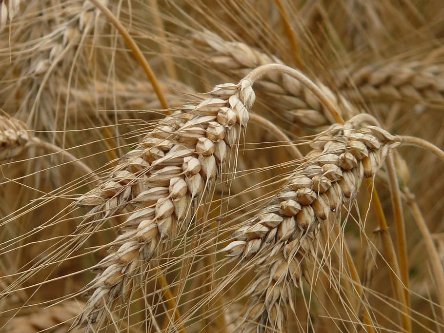 dried brown plants, spike, rye, cereals, grain, field, rye field HD wallpaper