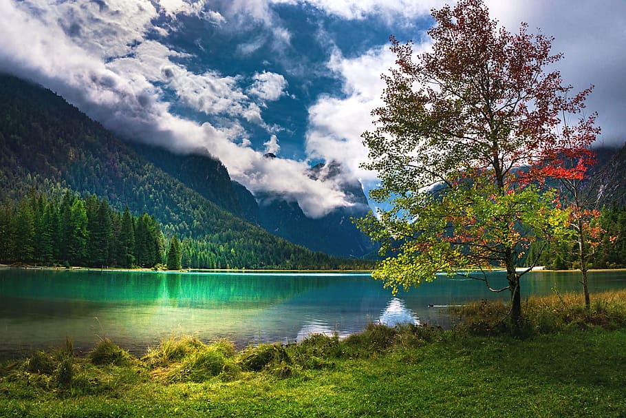 green leafed tree near body of water under cloudy sky, nature