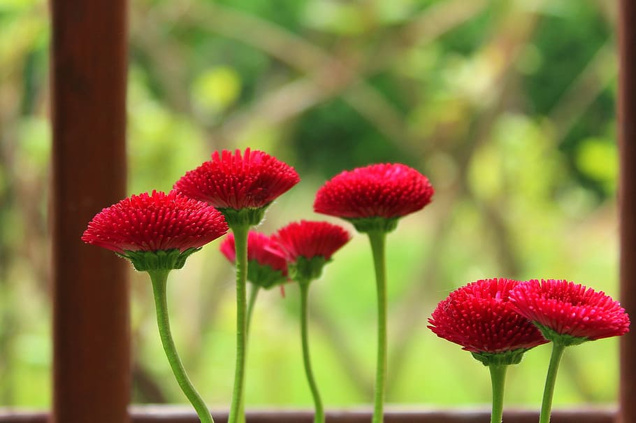 red flowers, daisies, spring, nature, plant, garden, freshness HD wallpaper
