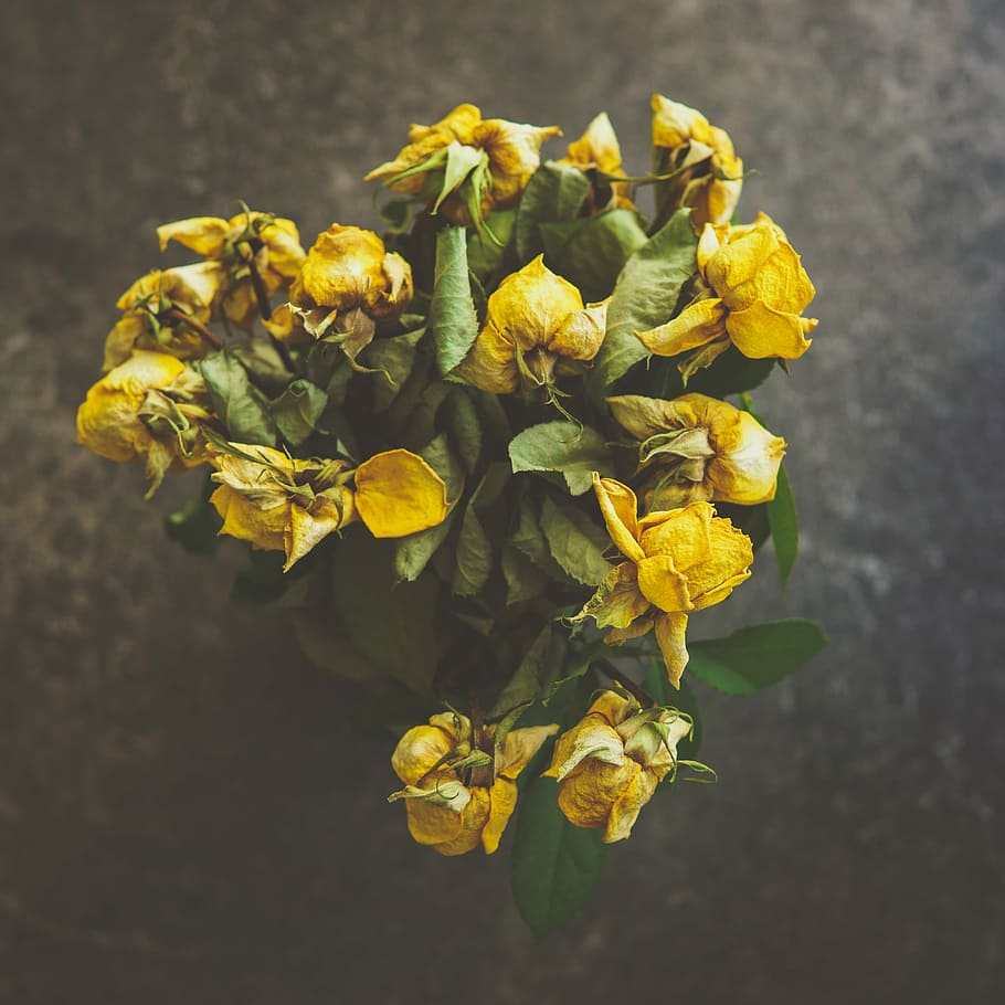 selective focus photography of yellow rose flower arrangement ], macro shot of yellow flowers, HD wallpaper