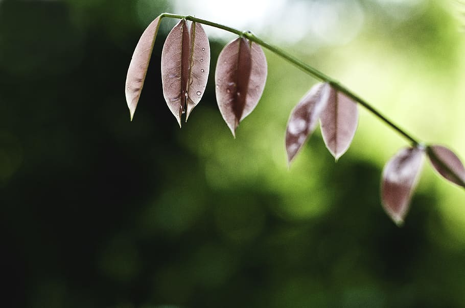 shallow focus photography of red leaved plant, water droplets on leaves HD wallpaper