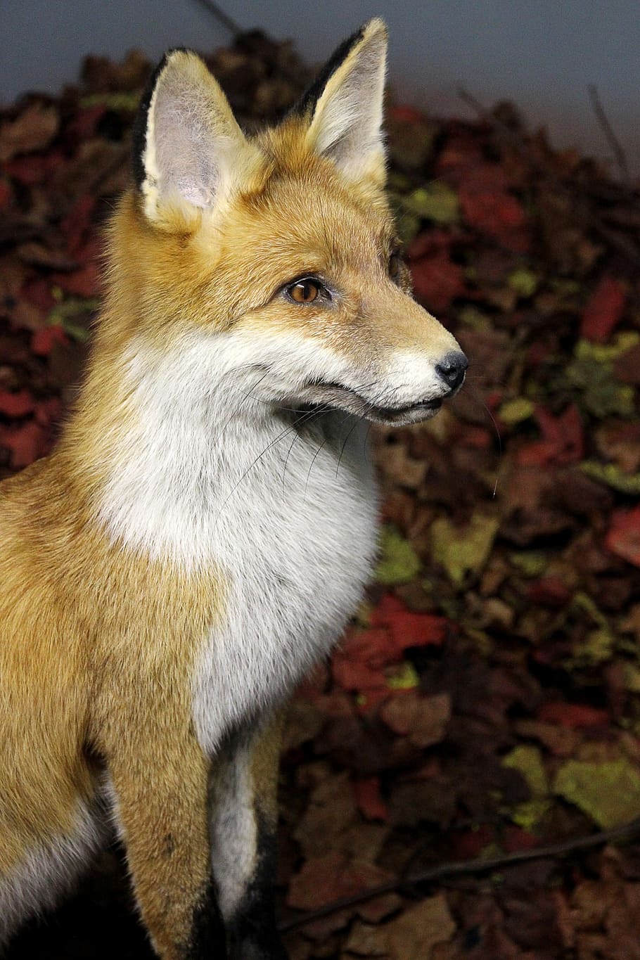 Fuchs, Animal, Wild, Predator, Vigilant, attention, fox, red Fox HD wallpaper