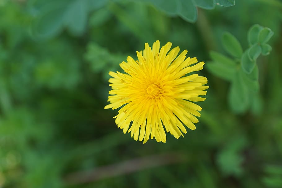 dandelion, flower, yellow, spring, plant, blossom, bloom, party HD wallpaper