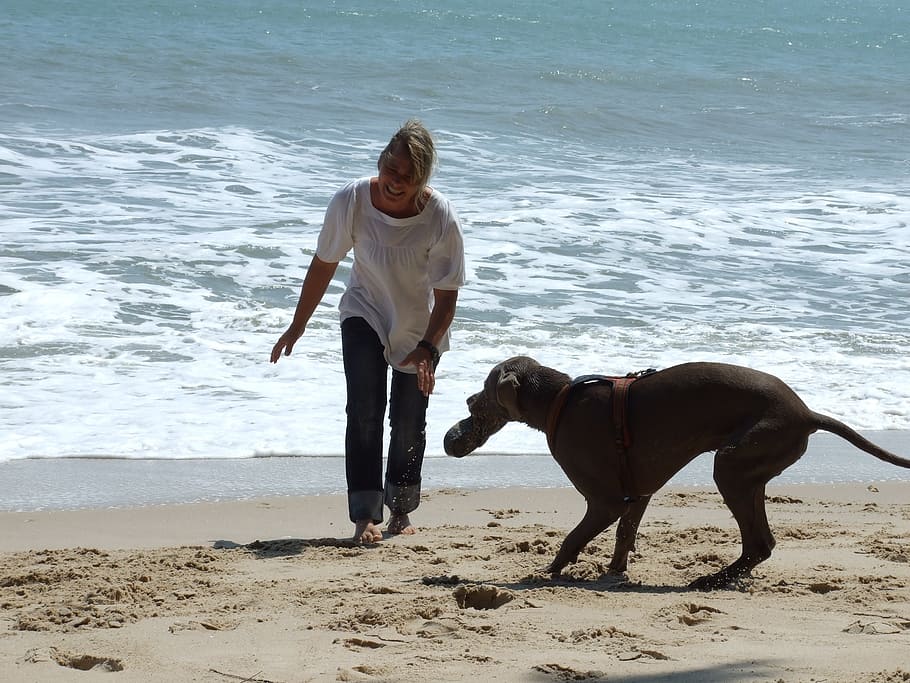 fun, beach, dog, water, one animal, canine, pets, domestic animals HD wallpaper