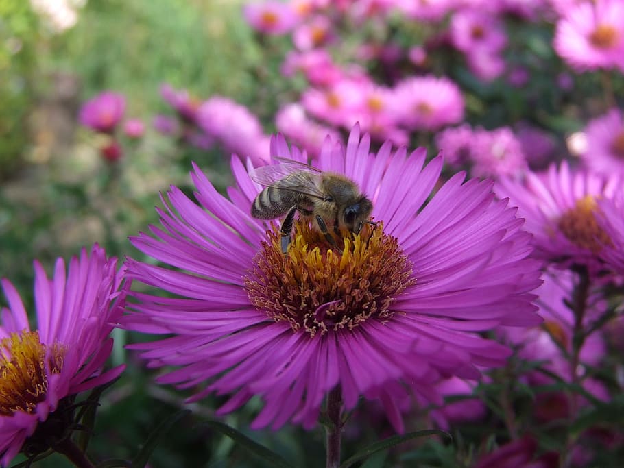 aster, bee, herbstaster, flower, flowering plant, animal, animal themes HD wallpaper