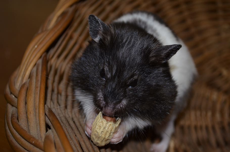 selective focus photography of white and black rodent, Hamster HD wallpaper