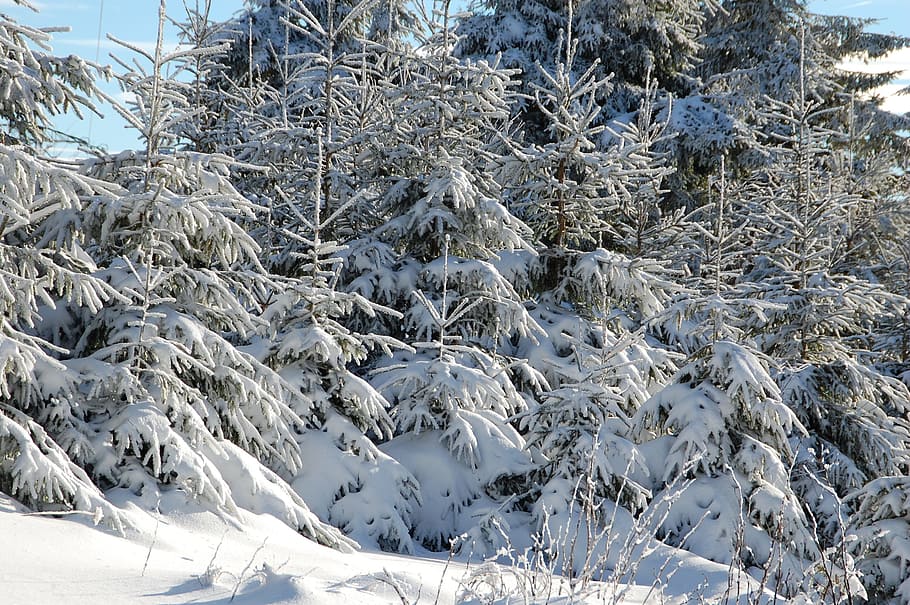 fir, snow, winter, cold temperature, day, plant, nature, beauty in nature HD wallpaper
