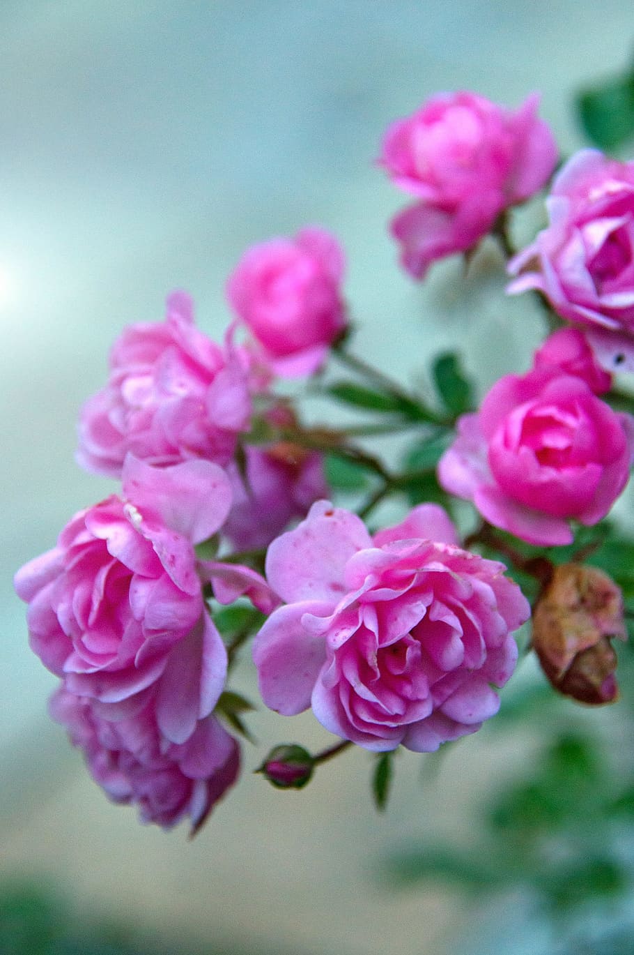 rose, autumn rose, pink, flowers, roses, garden, open, color, HD wallpaper