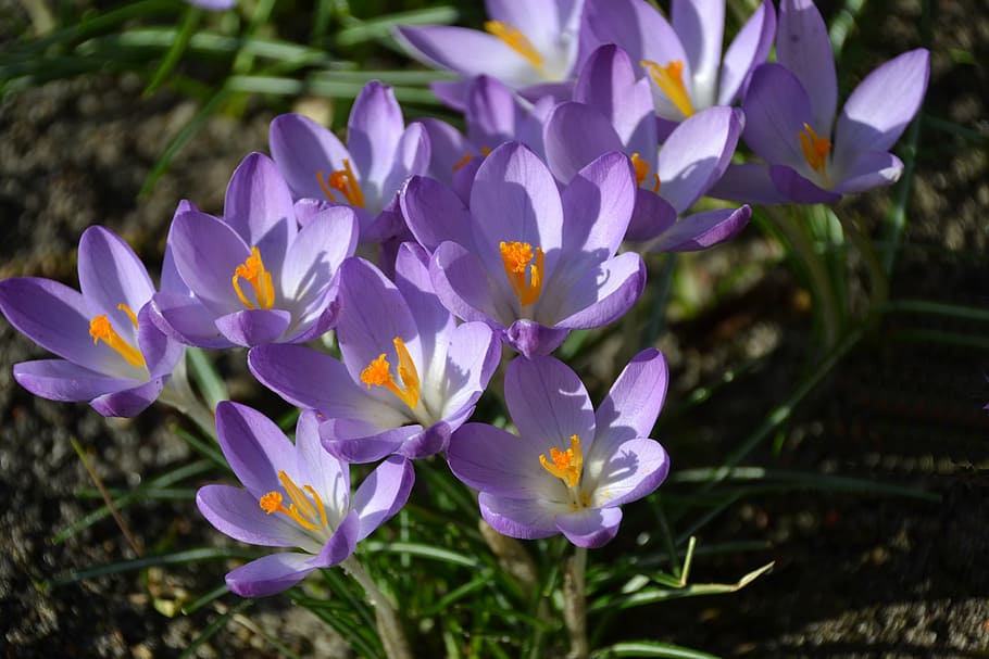 spring, crocus, full bloom, purple, flowers, purple flower HD wallpaper