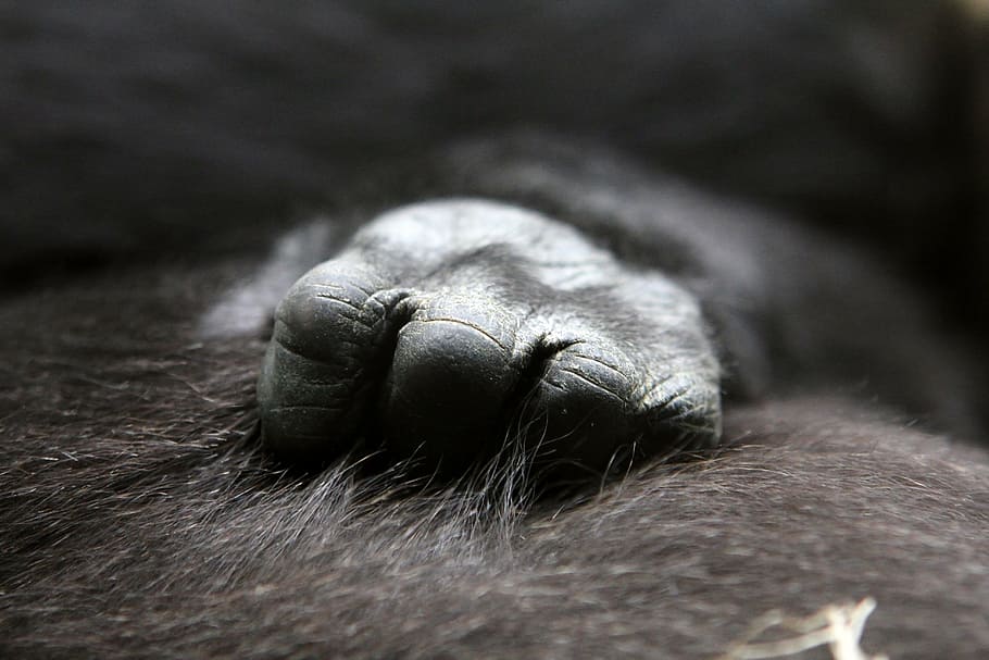 selective focus photography of black animal, gorilla, baby, hand, HD wallpaper