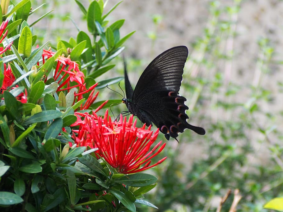 Papilio, Nectar, taking, nature, flower, insect, animal, green Color HD wallpaper