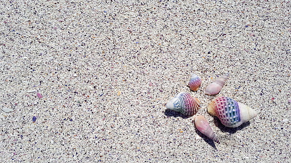 shell, seashell, beach, tropical, nature, aquatic, vacation HD wallpaper