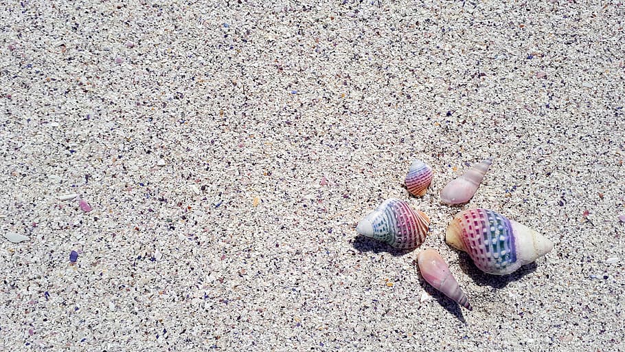 shell, seashell, beach, tropical, nature, aquatic, vacation, HD wallpaper