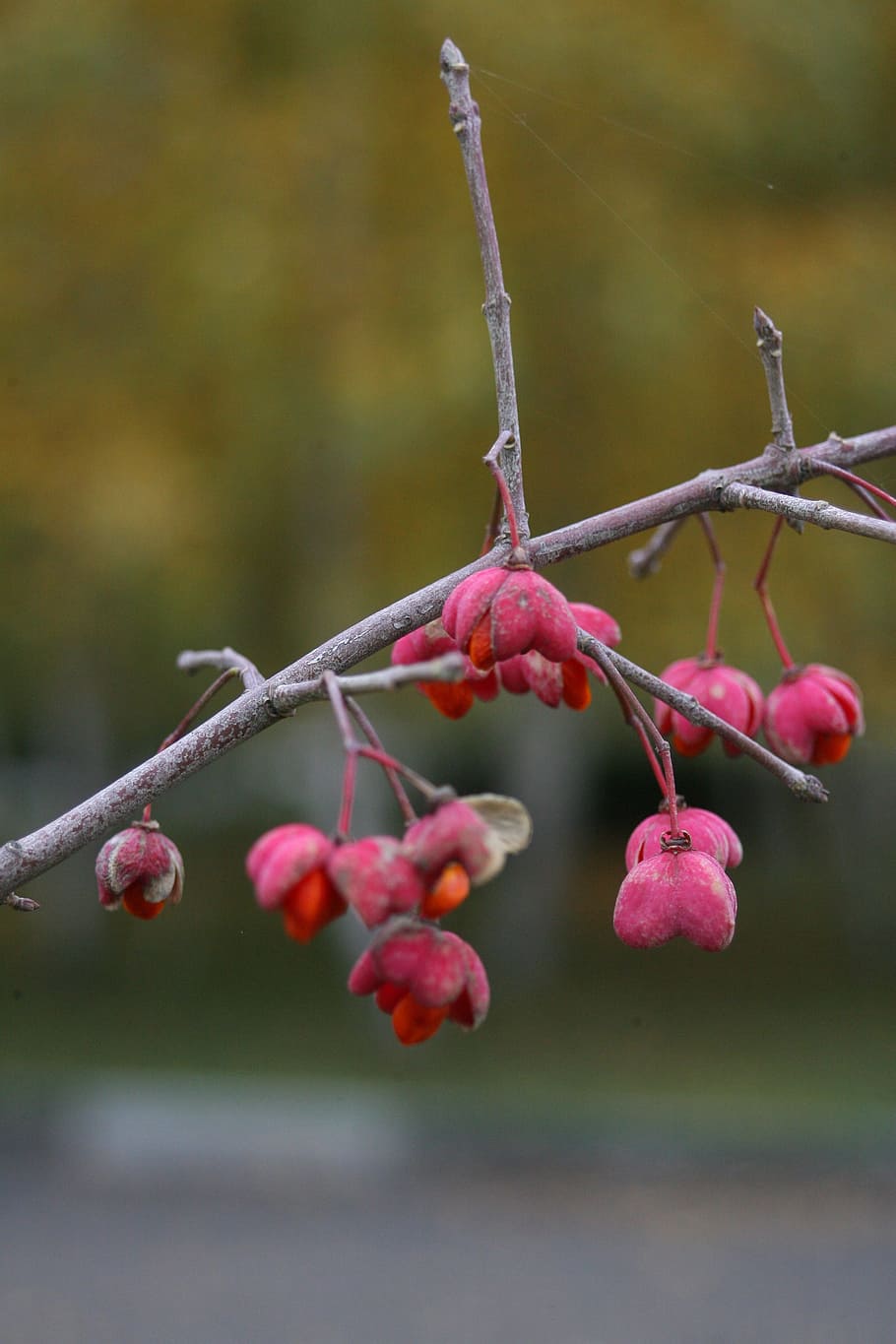 macro, tree, nature, macro photography, branch, spring, closeup HD wallpaper